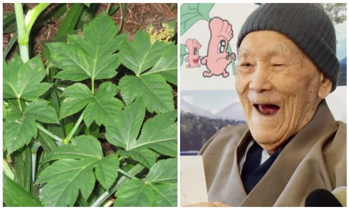 Samurai’s Leaf: This Japanese Herb Might Be the Secret to Longevity, Study Says