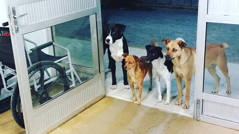 Gang of Dogs Turn Up at Hospital to Wait for Homeless Owner Who’s Being Treated Inside