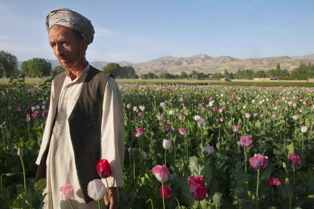Opium-Addicted Parrots Raid Poppy Crops in India