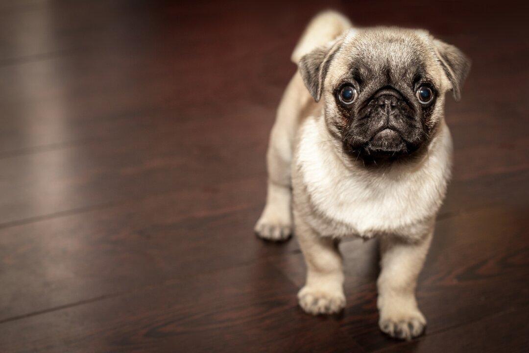 California Family Finds Craigslist Ad Listing Their Missing Dog for Sale