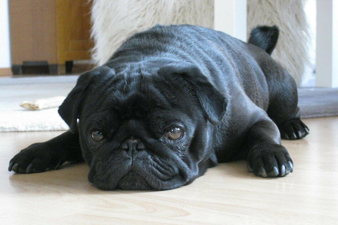 Town Seizes Pug Over Unpaid Taxes, Sells It on Ebay, Now Faces Lawsuit