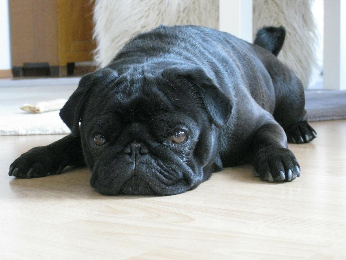 Town Seizes Pug Over Unpaid Taxes, Sells It on Ebay, Now Faces Lawsuit