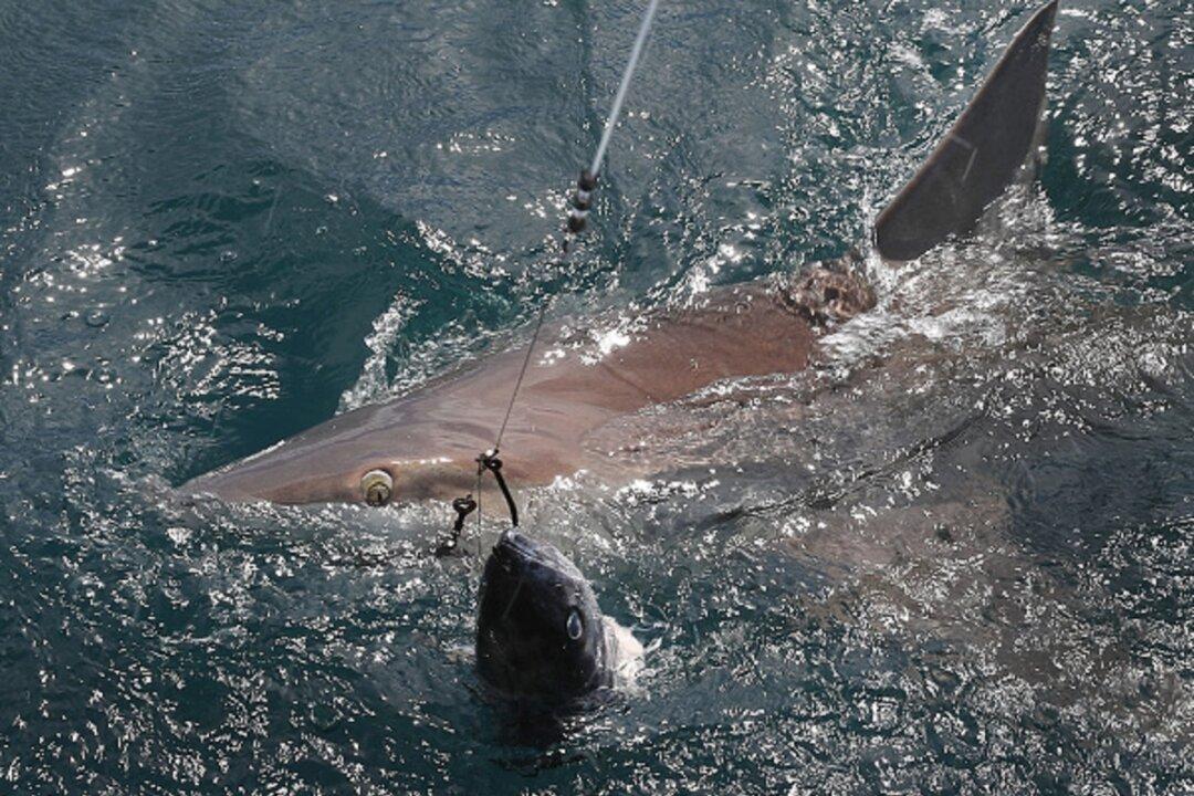 Florida Man Pleads Guilty in Shark-Dragging Video Case