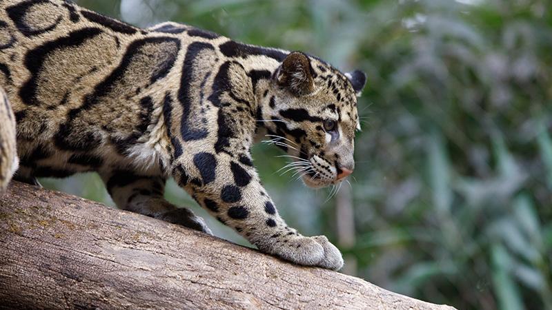 Extinct' Taiwanese Leopard Spotted By Villagers for 1st Time Since Disappearing in 1983