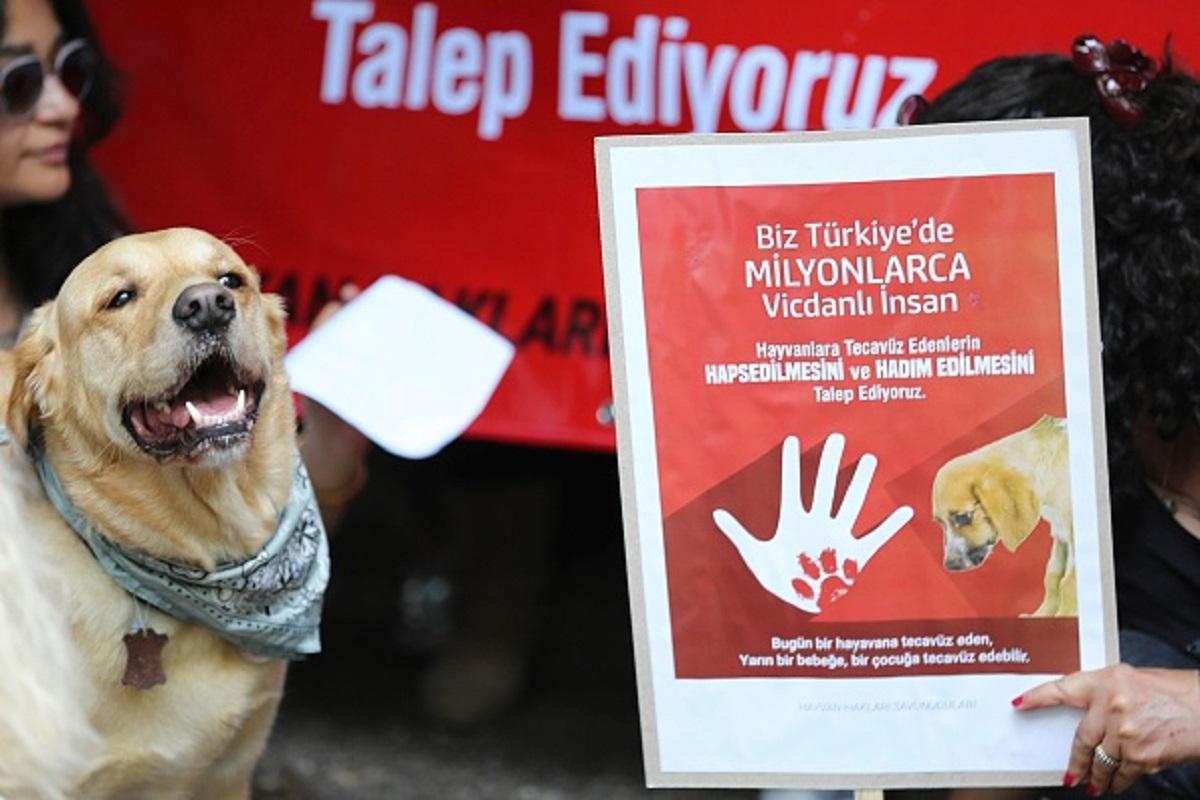 Arizona Man Accused of Killing His Service Dog, Dumping It