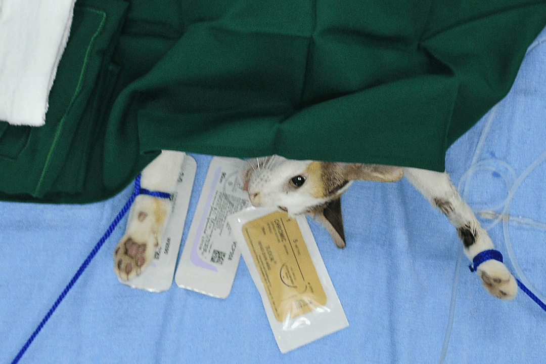 Chinese Fake News Claims Pet Owner Gave Cat Cosmetic Surgery