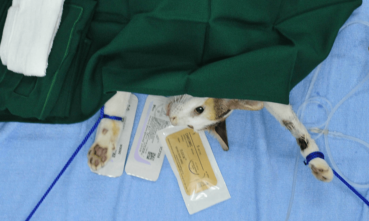 Chinese Fake News Claims Pet Owner Gave Cat Cosmetic Surgery