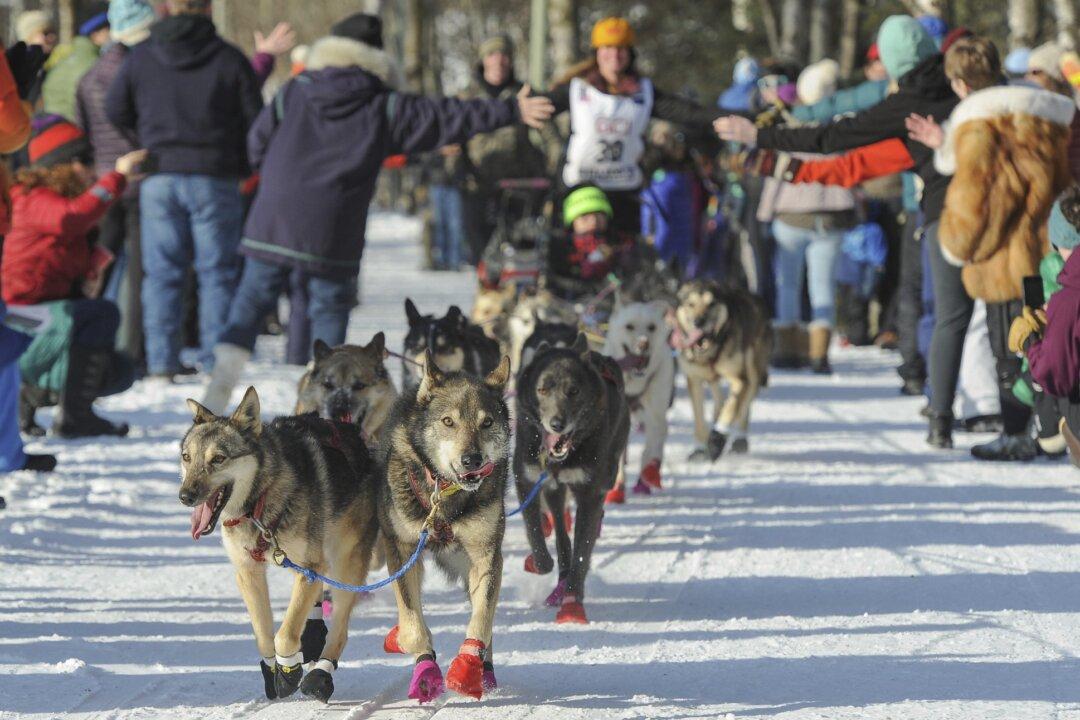 Big Crowds Cheer Kick Off of Alaska’s Famed Iditarod Race