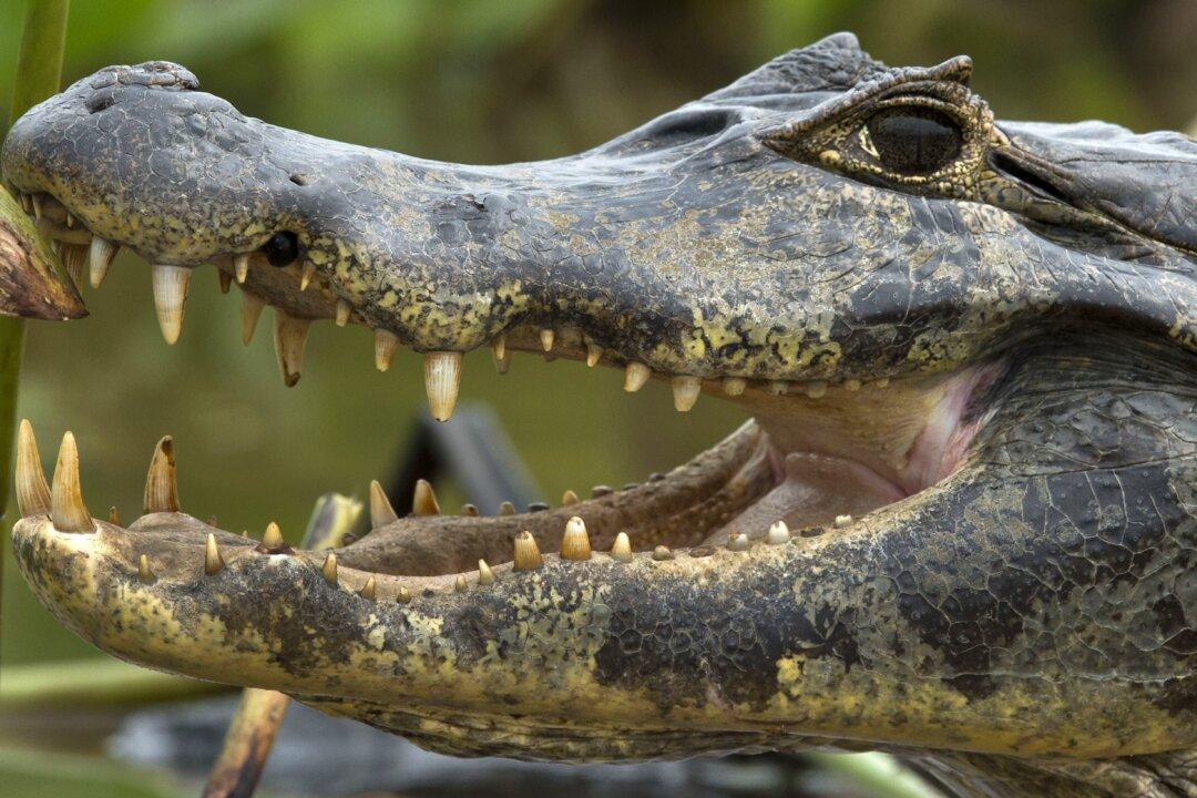 Feds Charge 75 Over Puerto Rico Drug Gang That Fed Victims to Pet Caimans