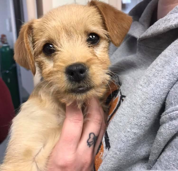 6-Pound Puppy Dies After Eating Almost 50 Short Ribs