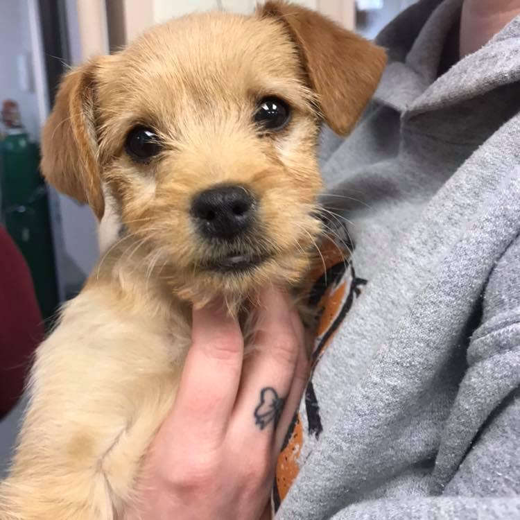 6-Pound Puppy Dies After Eating Almost 50 Short Ribs