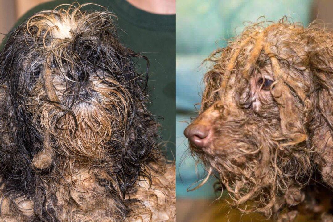 Rescuers Help Save 630 Dogs, ‘Heavily Matted and Covered in Feces’ From a Puppy Mill