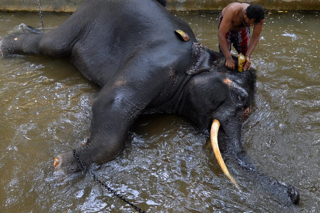 Elephant Sits on Handler, Crushing Him to Death