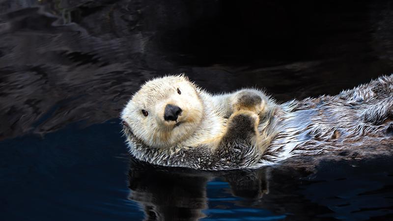 VIDEO: California Aquarium Sea Otter Celebrates 22nd Birthday, Breaks World Record