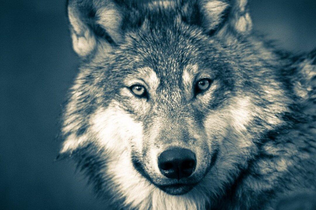 Minnesota Man Hits Huge Timber Wolf on His Way Home From Work, Sister Shares Pic Online