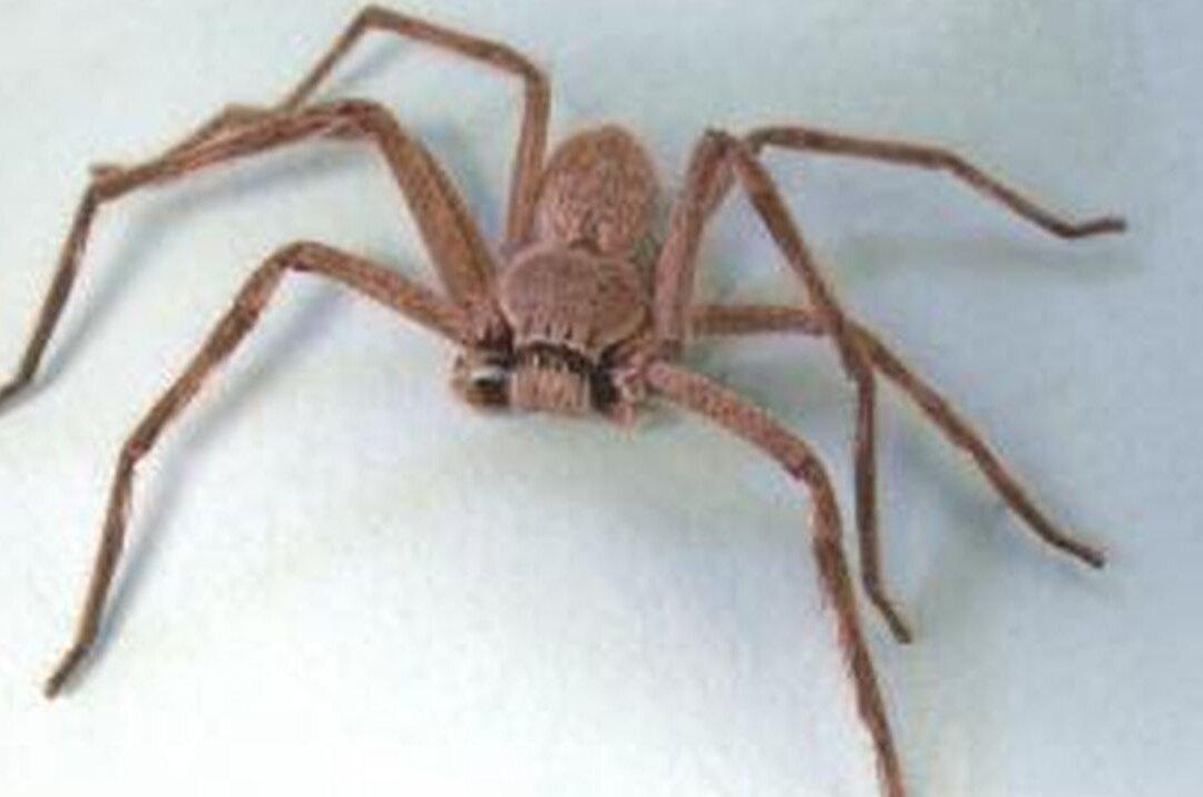 Video: Gargantuan Spider Seen Climbing Inside a Mazda in Australia