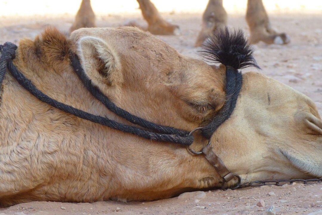 Mourning Camel Stops Taking Food and Water After Police Caretaker Dies of Heart Attack