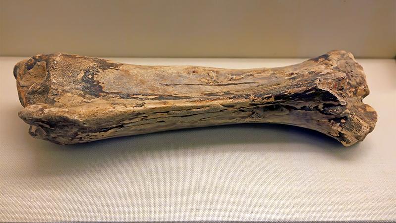 Treasure Trove of Ice Age Fossils Unearthed During LA Subway’s Purple Line Expansion