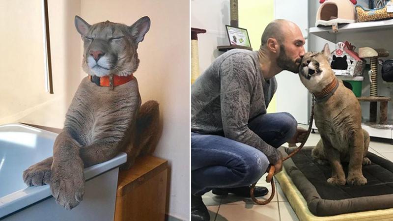 90-Pound Puma Rescued From a Zoo Lives the Life of Luxury in a Russian Apartment