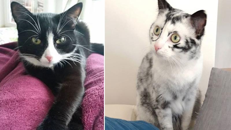 Cat’s Rare Skin Condition Results in Mesmerizing Changes to Its Fur Color Every Day