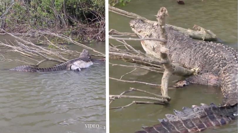 Police Investigate as Aussie Town Mourns Loss of Iconic Old Croc