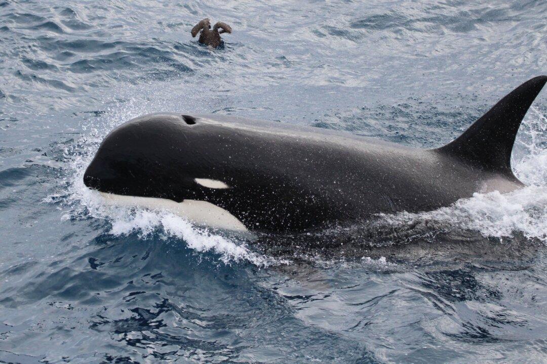 Scientists Discover New Kind of Killer Whale Off Chile