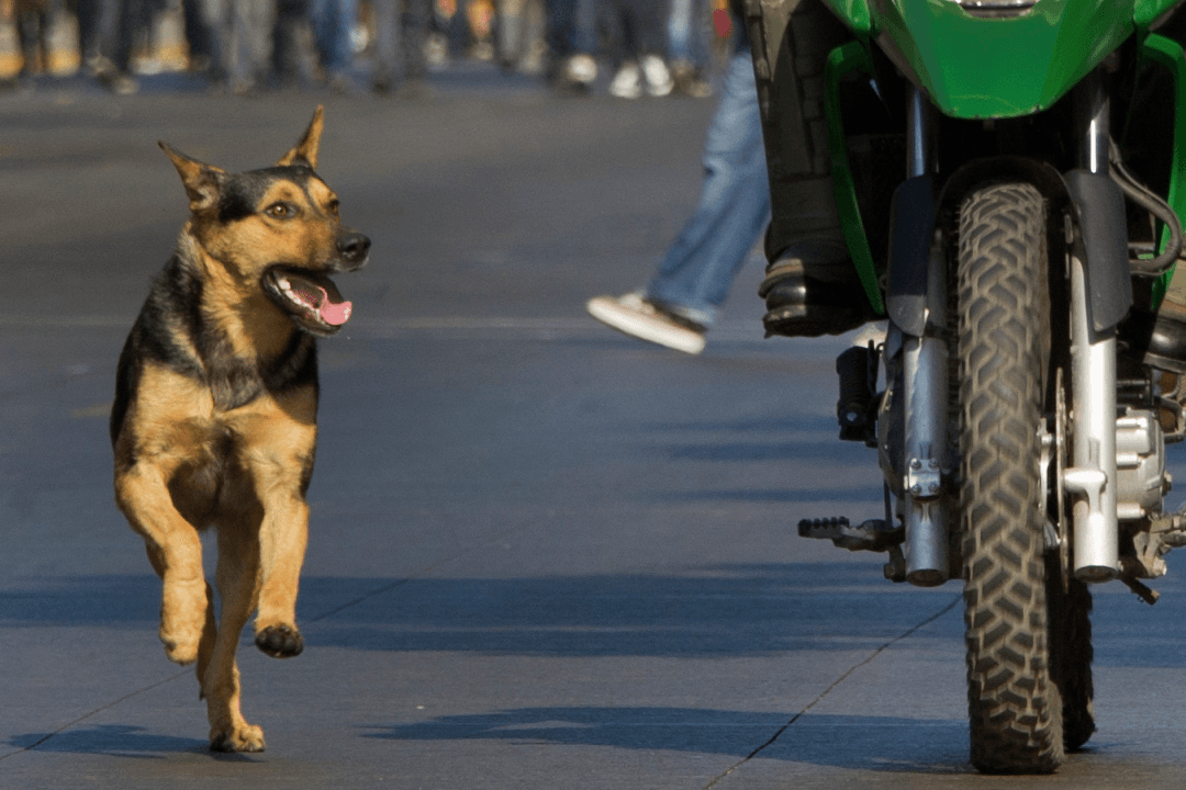 Drunk Motorcyclist and Dog Locked in 30-Minute Confrontation