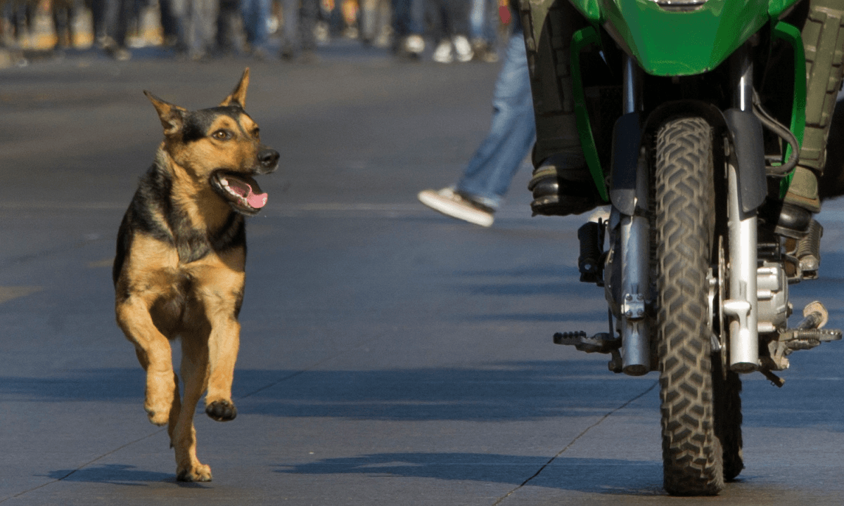 Drunk Motorcyclist and Dog Locked in 30-Minute Confrontation