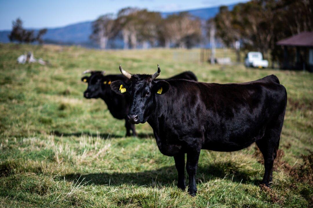 Men Arrested After Attempt to Smuggle Japanese Beef Genetic Material to China