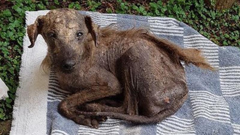 Street Dog Was All Skin and Bones Until Rescuer Found It and Is Unrecognizable Now