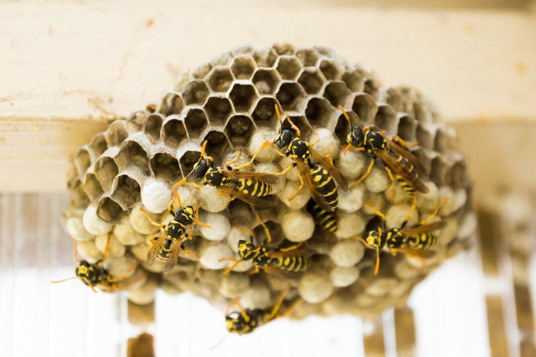 Video Shows the Inside of a Wasp’s Nest