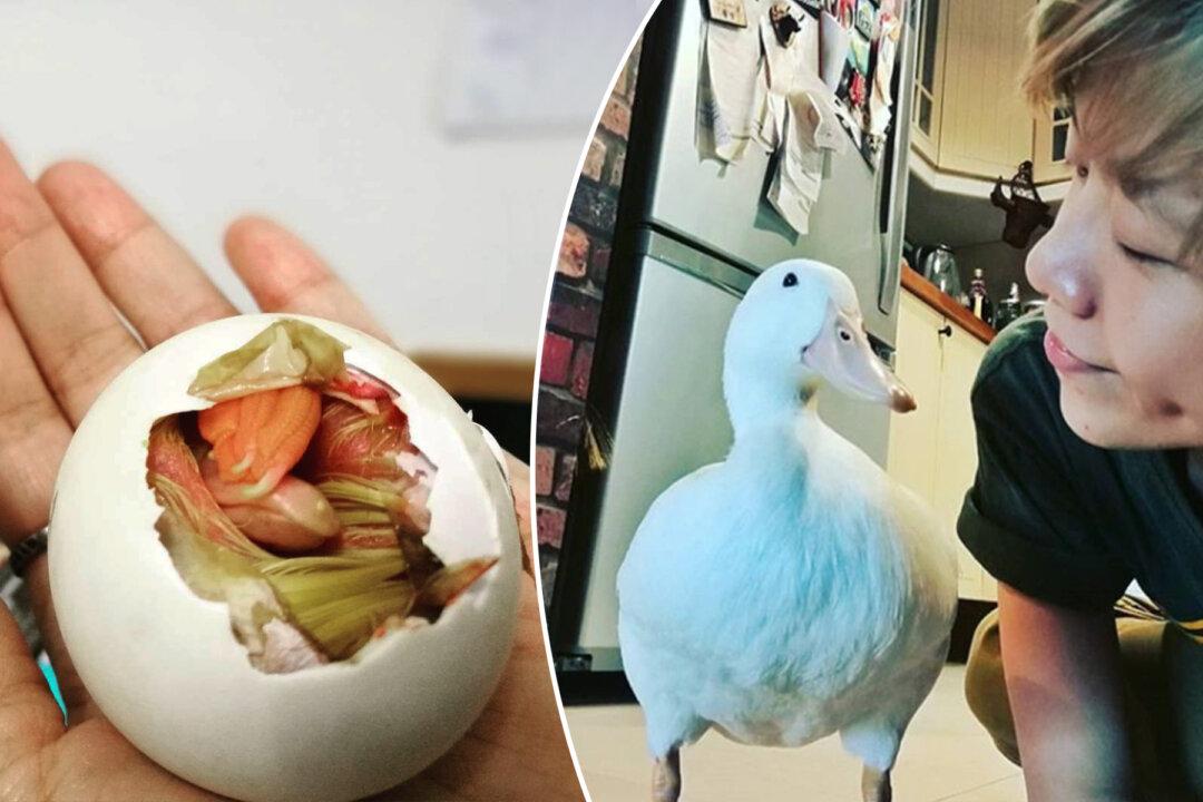 Lady Hatches a Market Duck Egg As an Experiment and Gets a Friend for Life