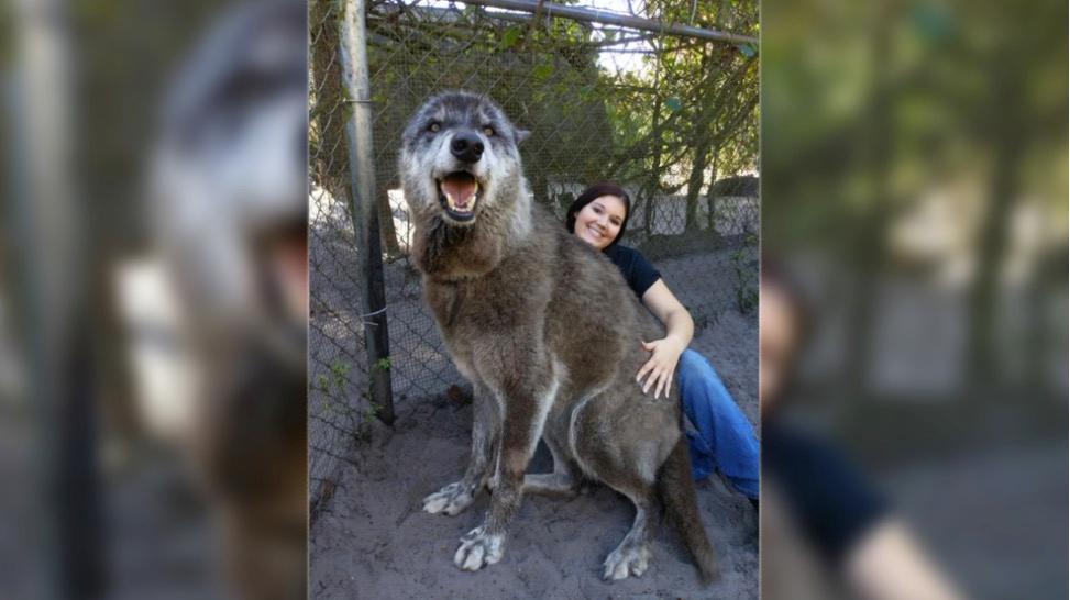 Florida Sanctuary Rescues Giant Wolf ‘Yuki’ From Kill Shelter