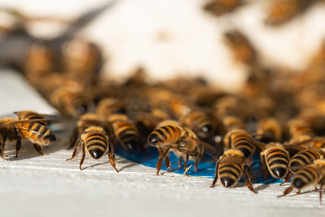 20,000-Bee Swarm Follows Woman’s Car for 2 Days When Queen Gets Trapped Inside