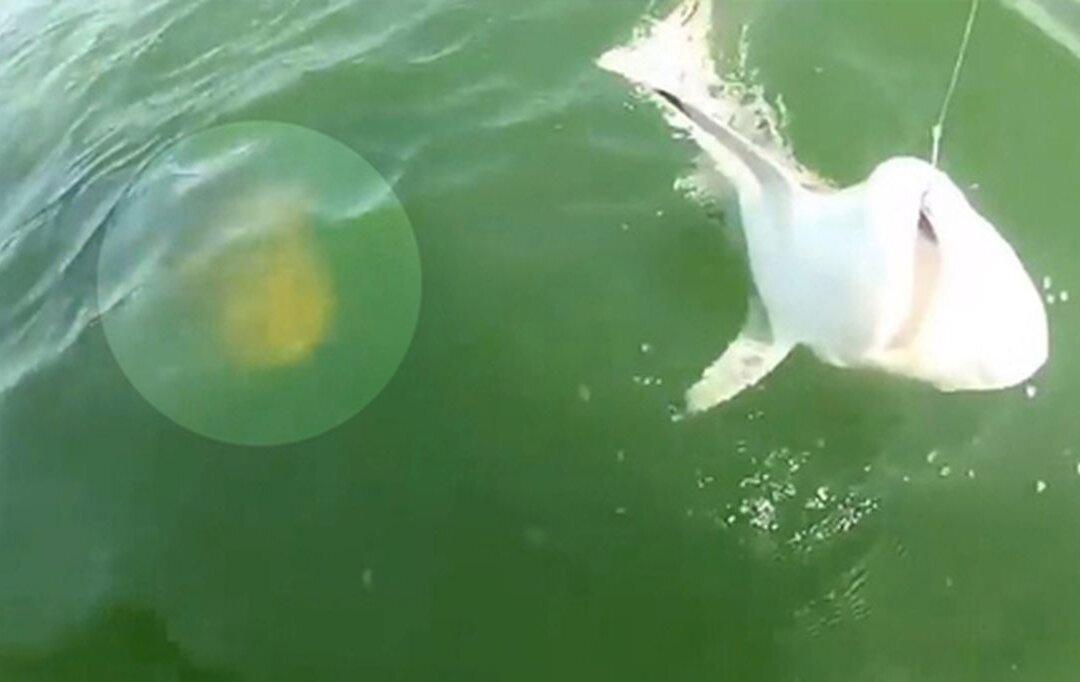 Video: Grouper Eats Small Shark in Single Bite