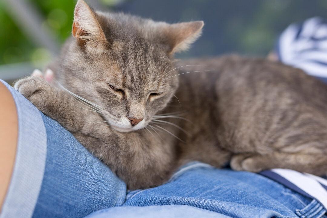 Cat Goes ‘Missing’ From Home Every Day, Returns With Hilarious Note in His Collar