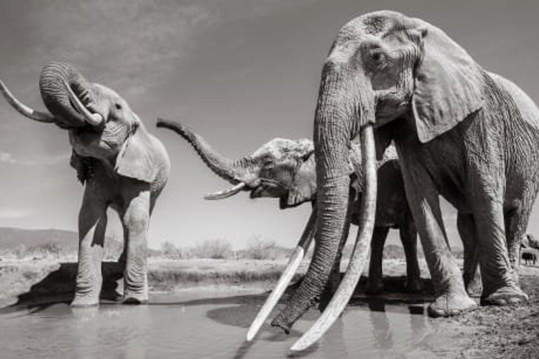 Incredible Pictures Capture Rare ‘Elephant Queen’ in Kenya