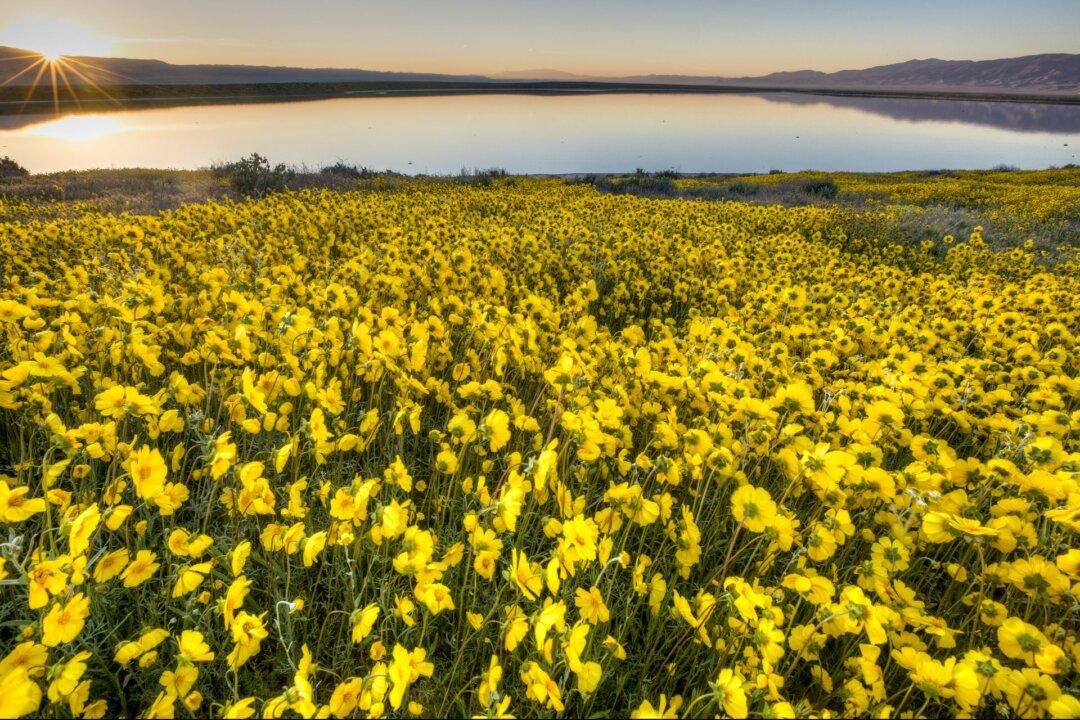 Thousands Swarm to Catch Glimpse of California’s Rare Super Bloom