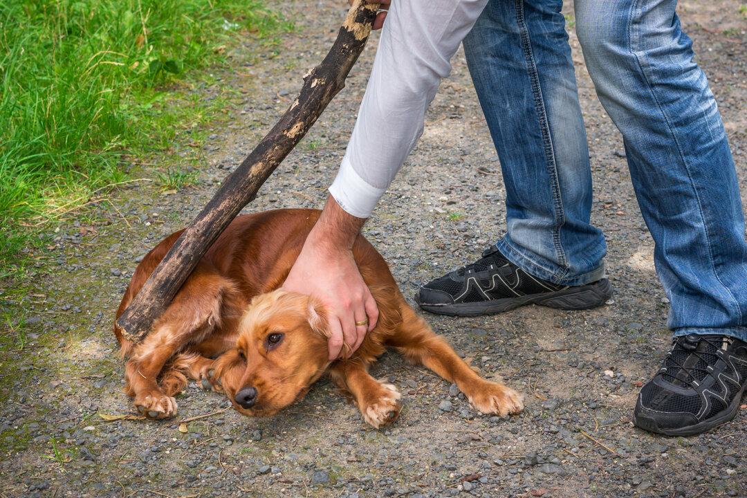 New Bill to Protect Our Animals Could See Abusers Get 7 Years Behind Bars