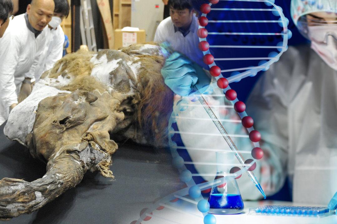 Experts Say They Are on Verge of a Cloning Breakthrough, but What Are the Implications?