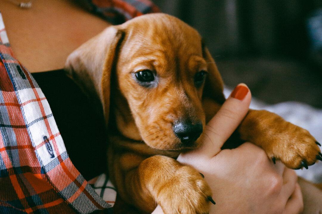 Daschund Faced Certain Death at Kill-Shelter Until Woman Sees Its Photos on Social Media