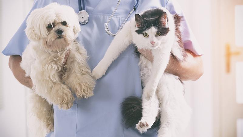 ‘Comfort’ Animals at Veterinary Clinics Provide Adorable Comfort to Worried Pets