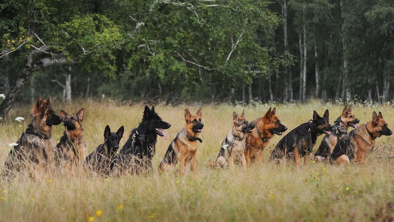 Marine Couldn’t Fly Dogs to His Next Base, So a Super-Rich Stranger Offers Up Her Jet