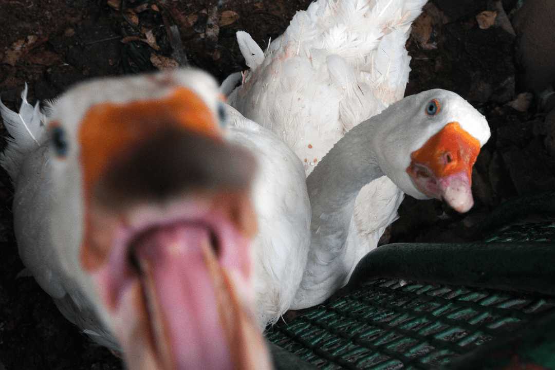Aggressive Goose’s Multiple Attacks Countered by Elderly Man