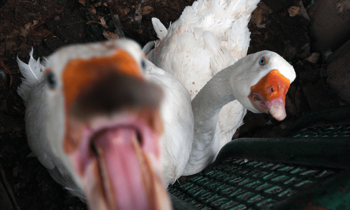 Aggressive Goose’s Multiple Attacks Countered by Elderly Man