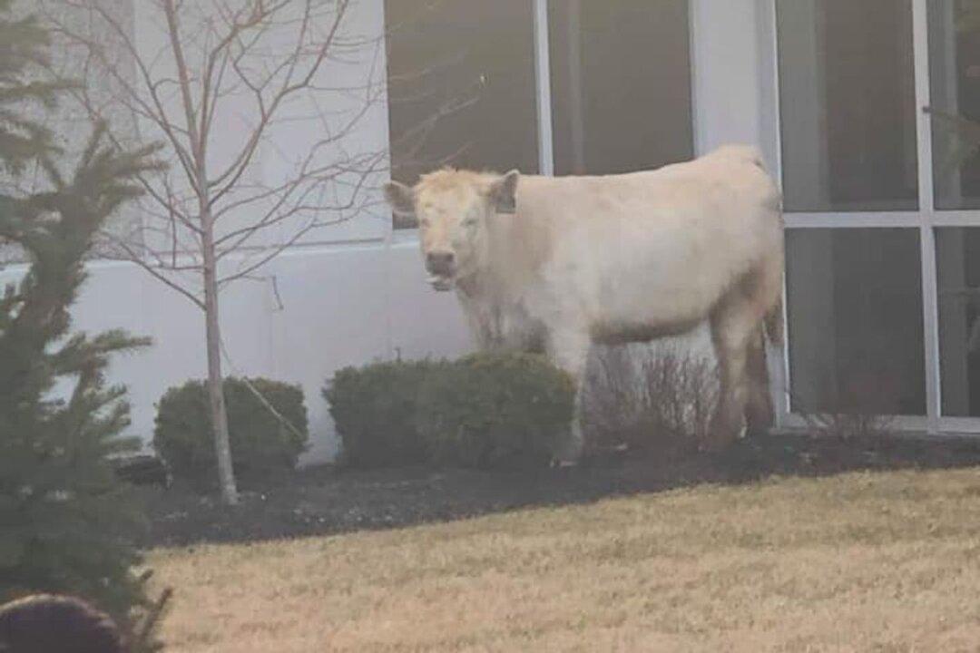 Escaped Cow Stops By Chick-fil-A While Chased by Police