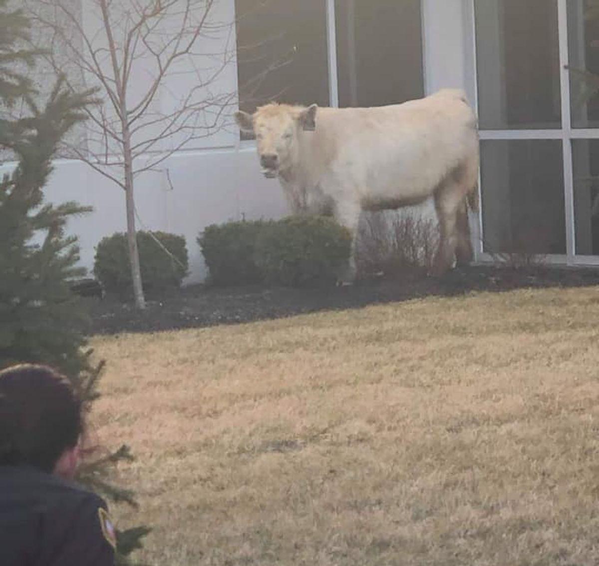 Escaped Cow Stops By Chick-fil-A While Chased by Police