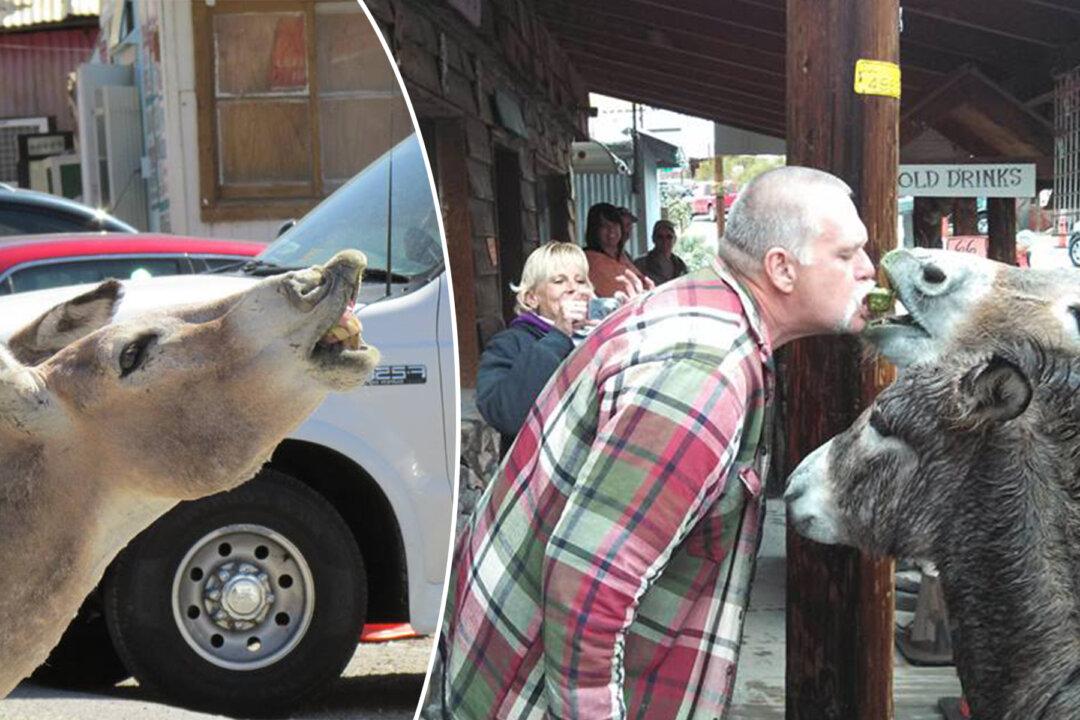 Donkeys Own This Town in Arizona, They Greet and Expect Every Tourist to Feed Them