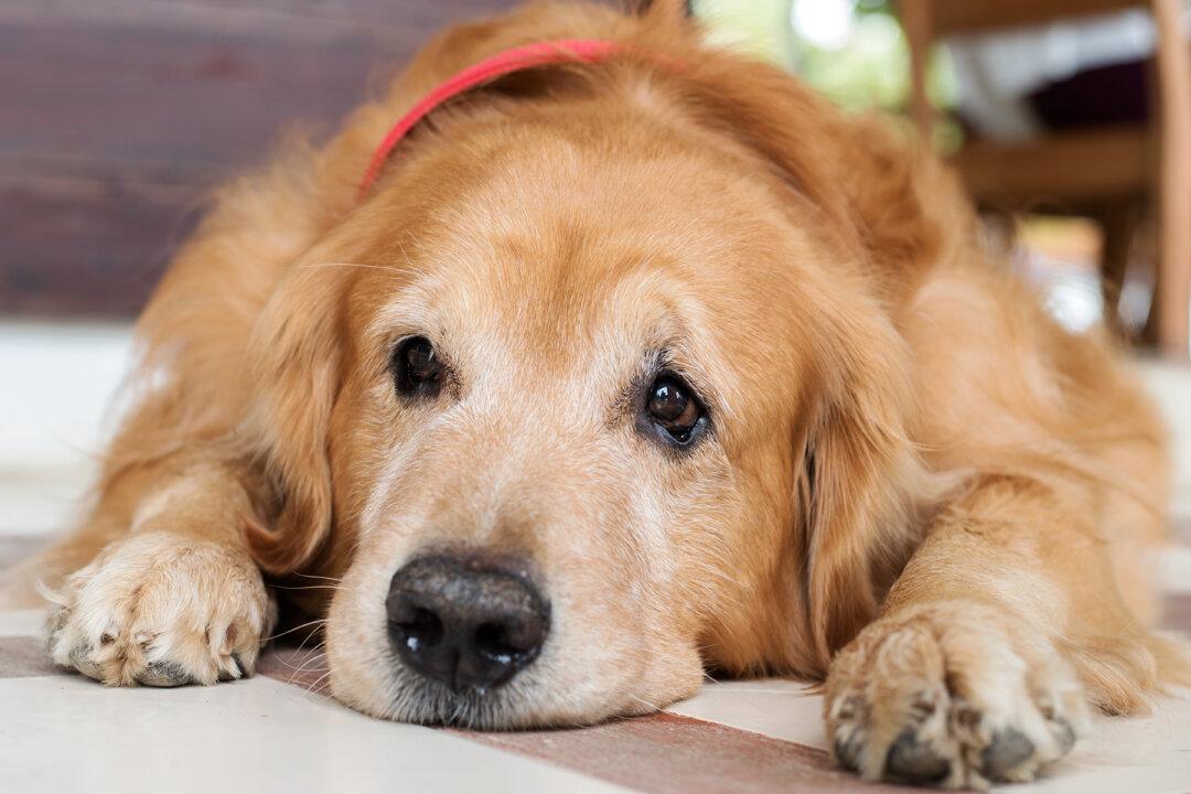 Golden Retriever Loses 100 Pounds in a Year After Owners Took Him to Vet to Be Put Down