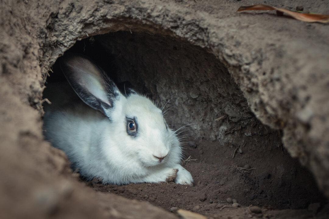 Rabbit Hole in Farmer’s Field Leads to Mysterious Cave Network